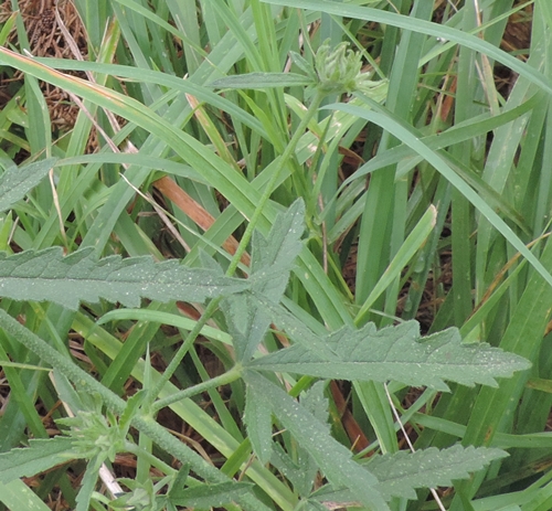 Althaea cannabina